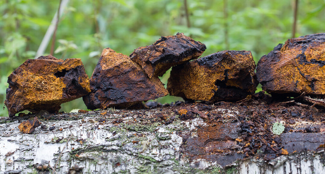 Chaga in a Bottle: Ancient Wisdom, New Routine