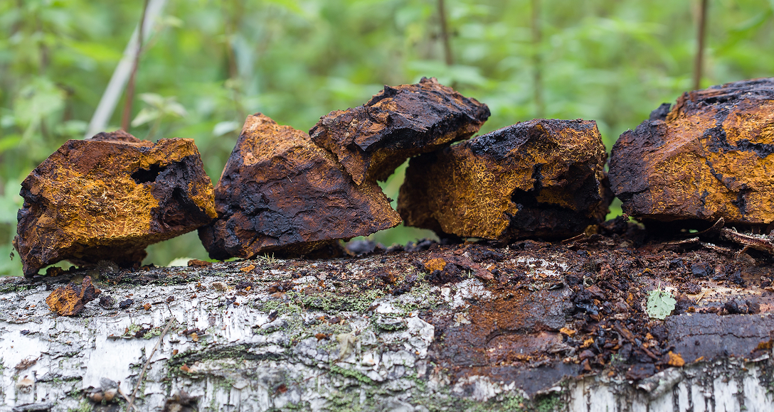 Chaga Mushroom